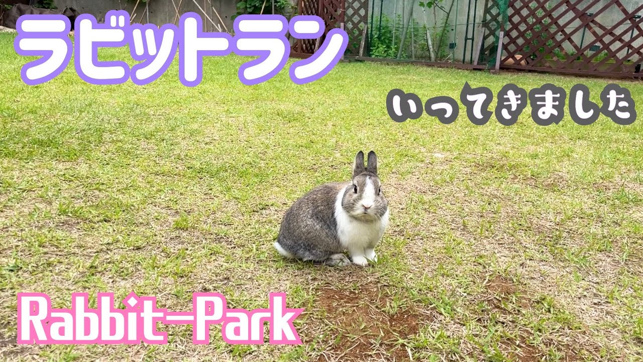 ラビットランに行ってきました！ I went to Rabbit-Park!! [n°188]