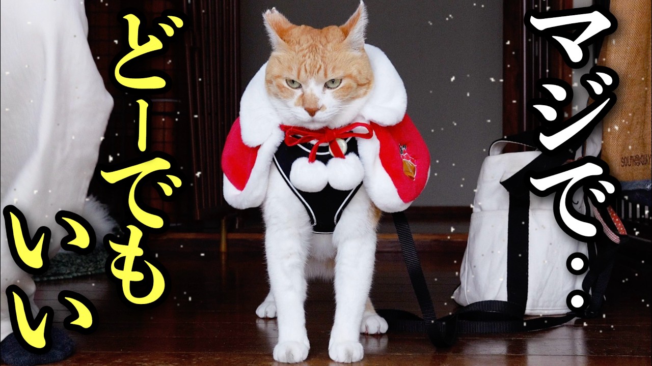 Семья с нетерпением ждала Рождества, но коту было наплевать.