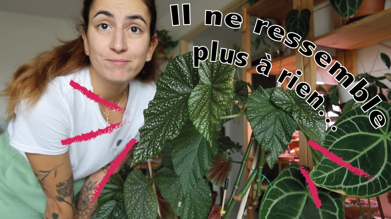 Je découpe mon bégonia, je m'occupe enfin des caladiums & de mon Biorb laissé à l'abandon... #vlog