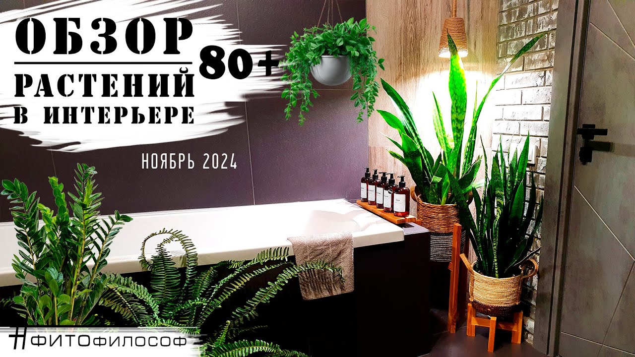 ОБЗОР РАСТЕНИЙ 80+ в квартире🌿 редкие кадры ЦВЕТЕНИЯ  Замиокулькаса и Сансевиерии! 🍃Новые листочки🍃