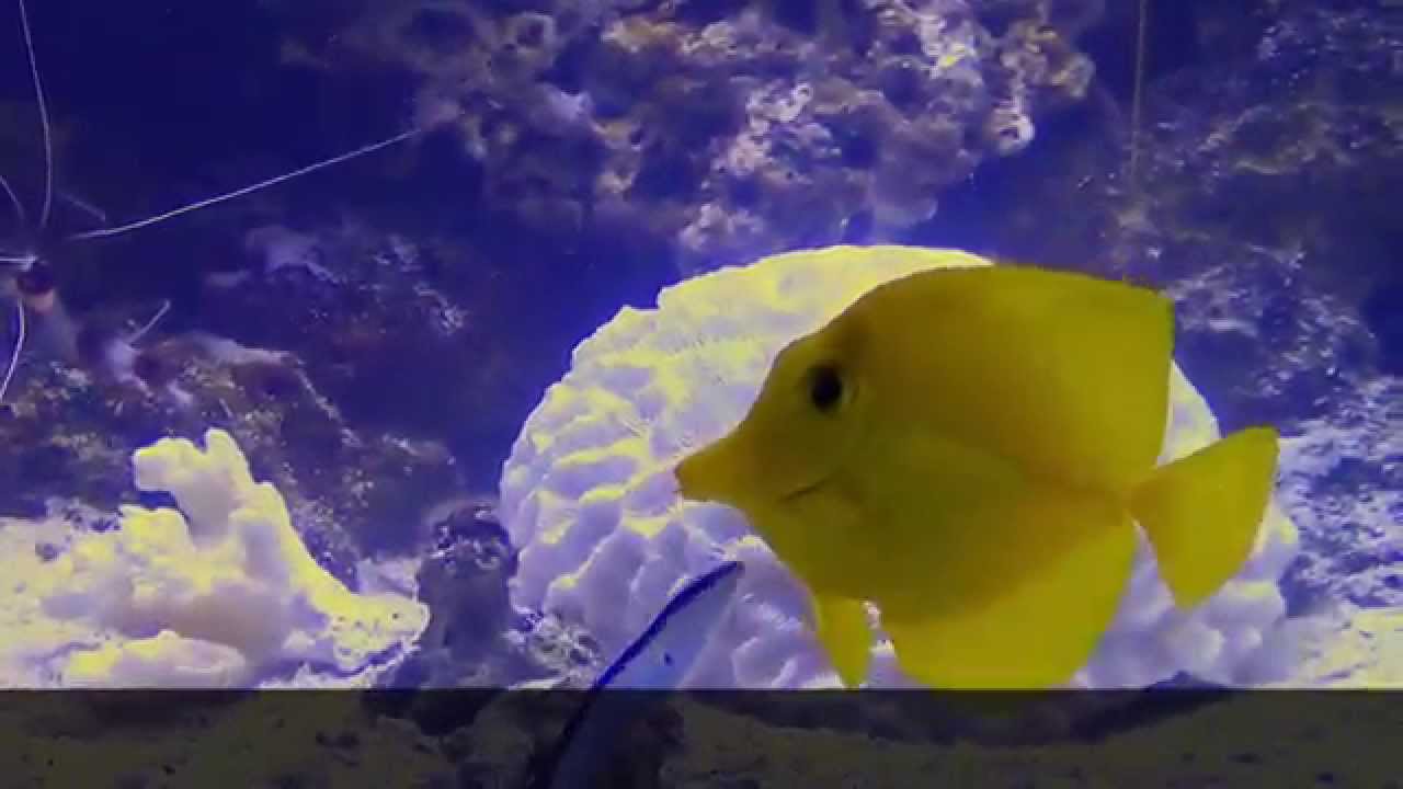 A Cleaner Wrasse Cleaning a Yellow Tang with Ick