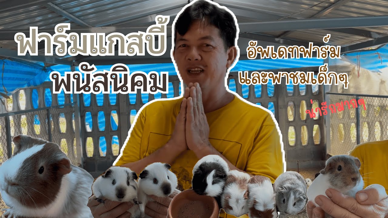 ฟาร์มแกสบี้ พนัสนิคม อัพเดทหนูแกสบี้ พาชมฟาร์ม #หนูแกสบี้ #แกสบี้ #guineapig