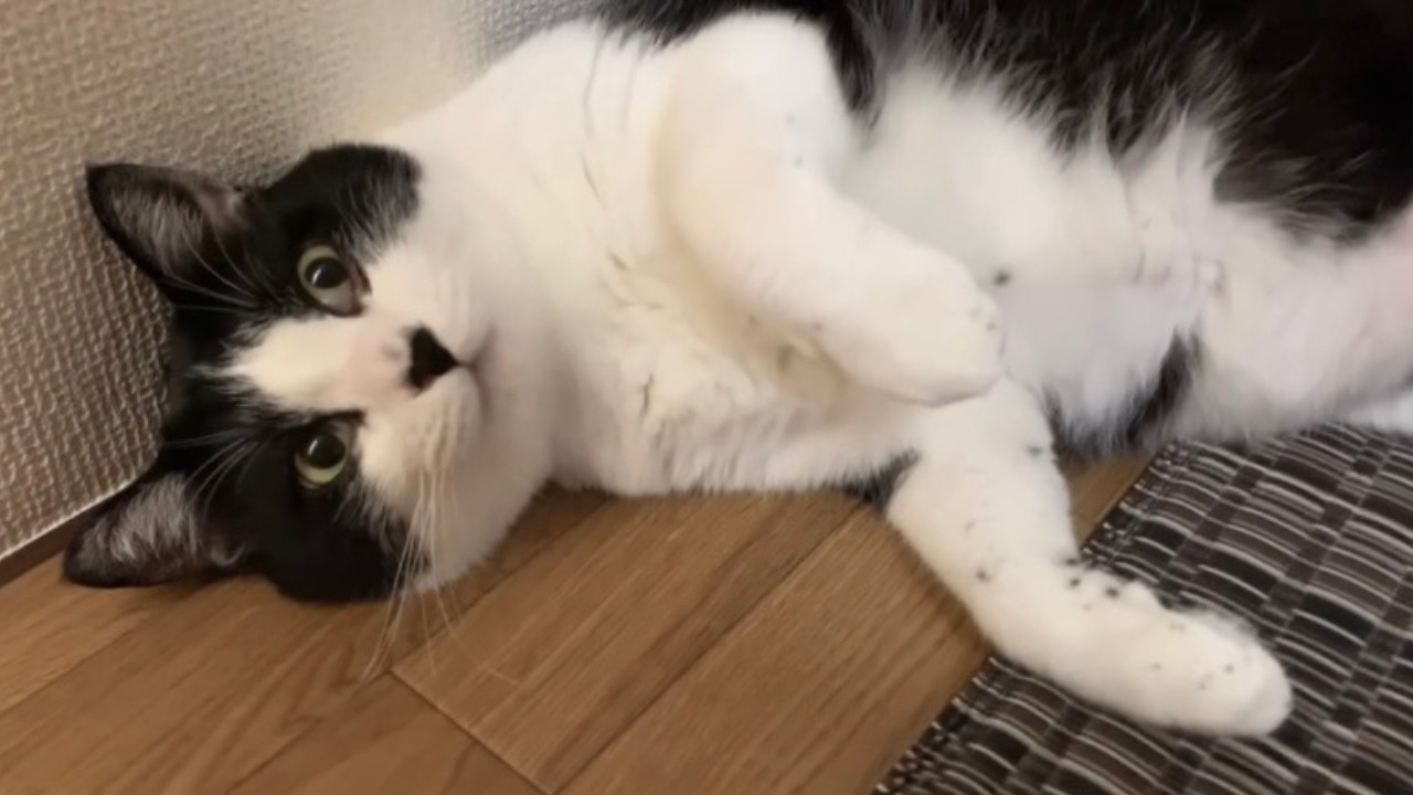 覗くと猫が『うにゃあ』とか『うわん〜』とか言ってくれて可愛い