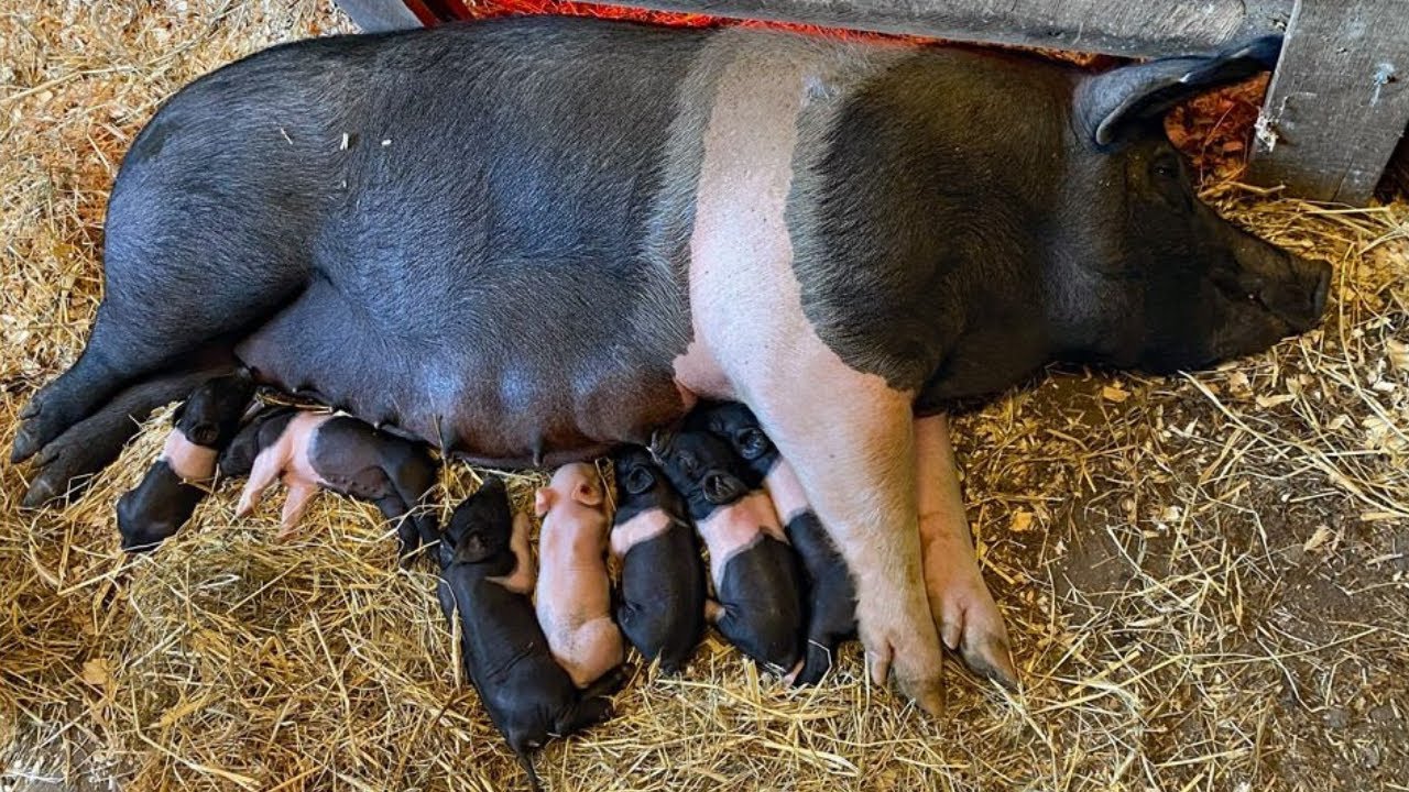 🐖La increíble raza de cerdos Hampshire: Excelente calidad de carne y adaptación a regiones tropicale