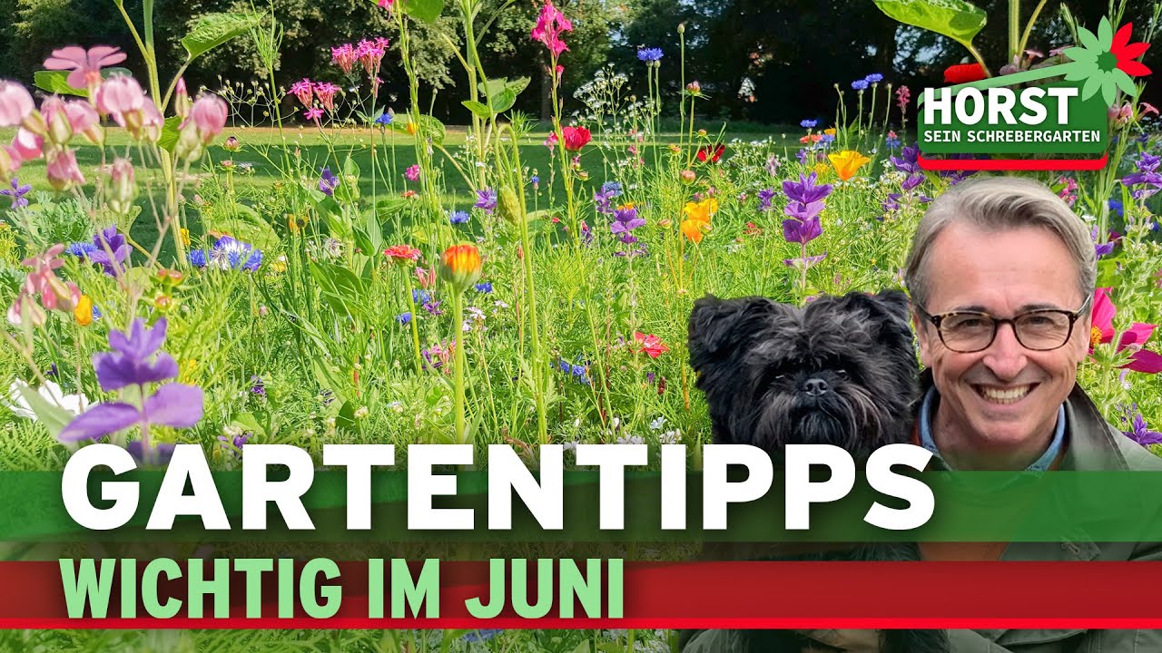 Brennnesselsud, Insektengarten, Zwiebelblüher | Horst sein Schrebergarten