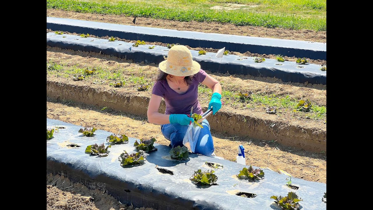 Understanding Microbial Dynamics in an Agricultural Environment