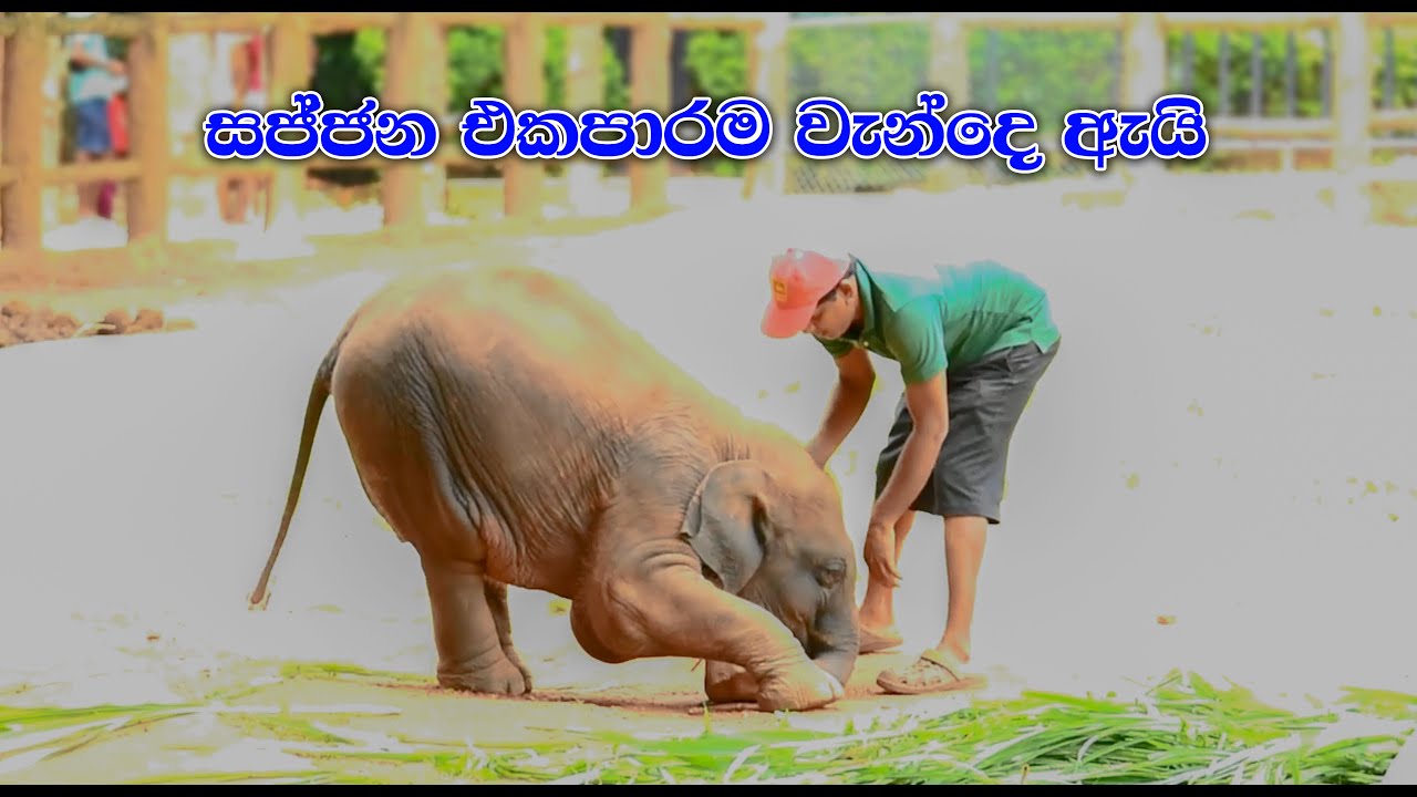 ඇයි මේ එකපාරටම මාමාට වැන්දෙ | Sajjana And Dissa Cute Baby Elephant Pinnawala