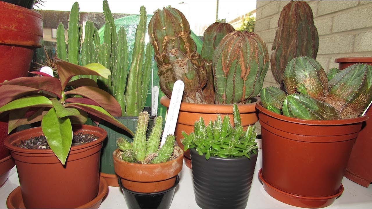 Our Indoor Cacti & Succulent & Houseplant collection March Update Part 1