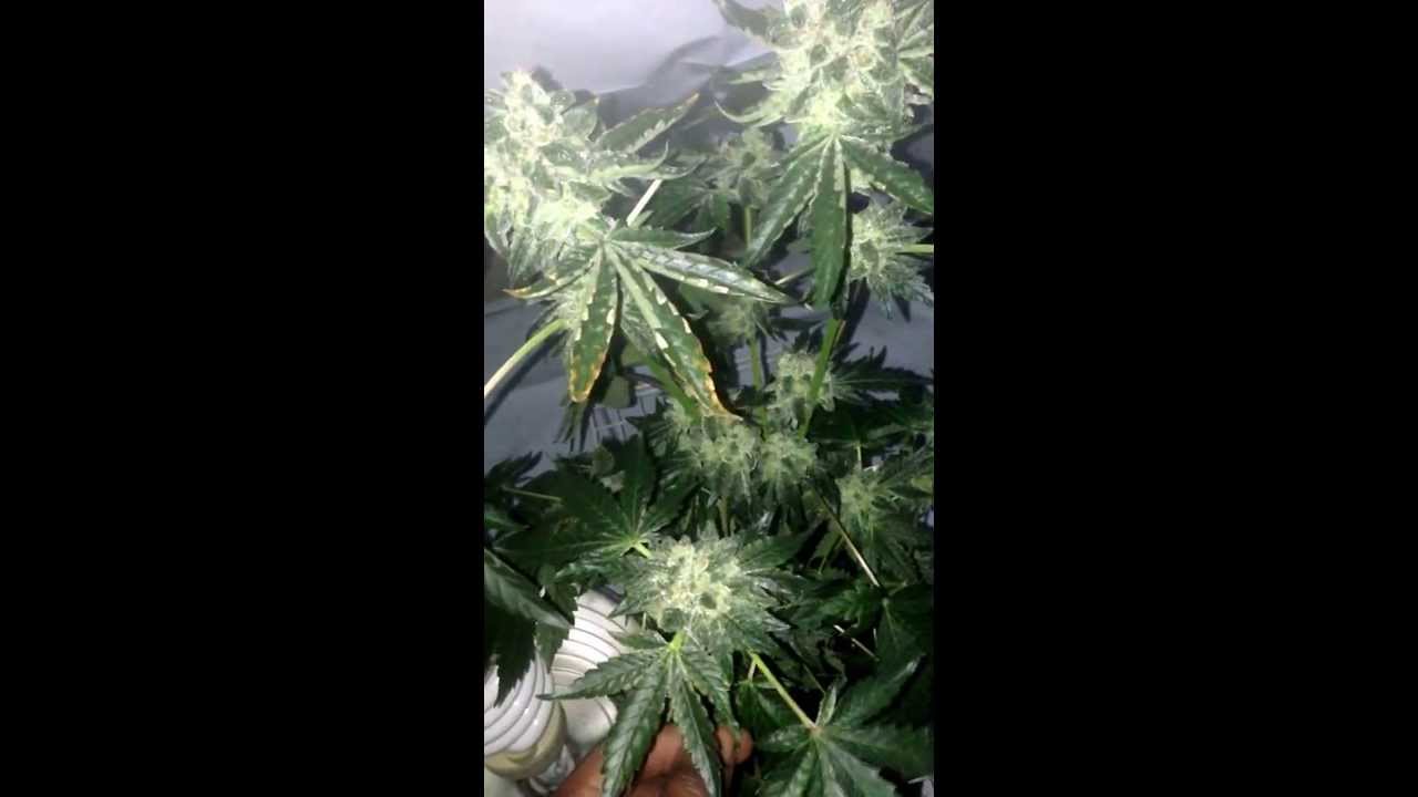 Sin mint cookies