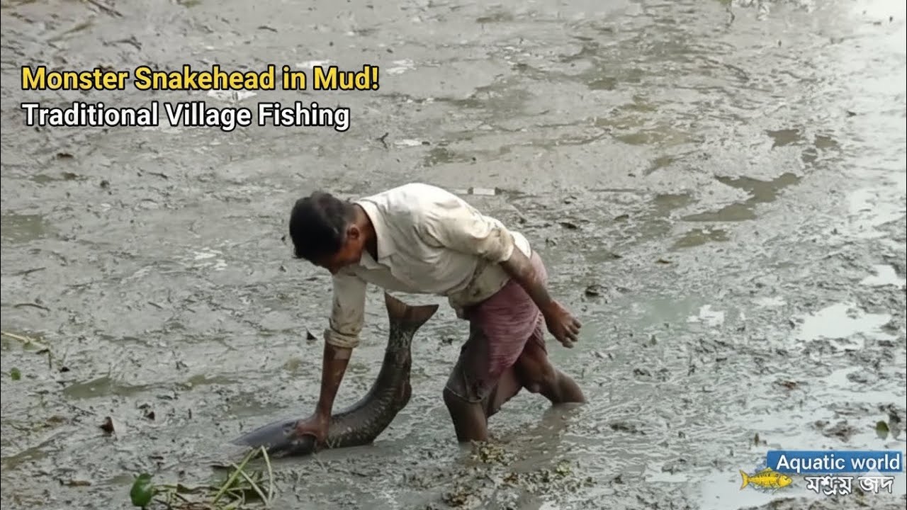 কাদা মাটি খুঁড়ে বের করে আনলো দানব আকৃতির শোল মাছ! Traditional Fishing Video 