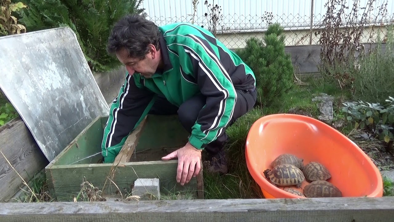 Das Schildkrötenjahr: November