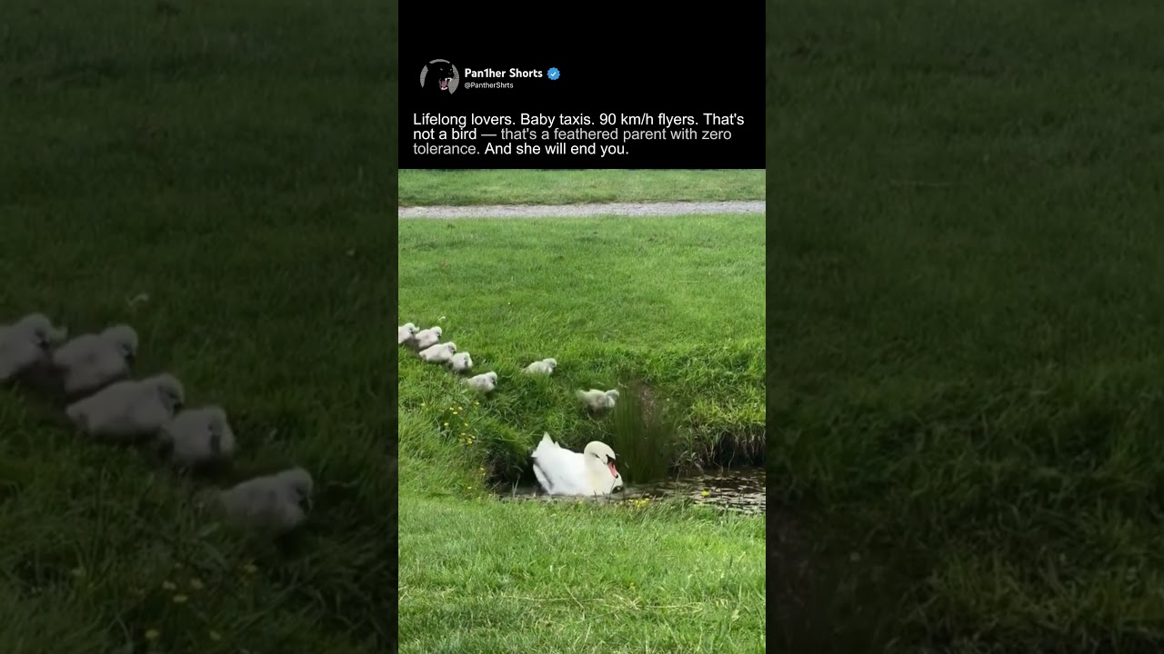 Swan &mdash; Lifelong Lovers, Baby Taxis, 90km/h Flyers. Feathered Parent With Zero Tolerance.