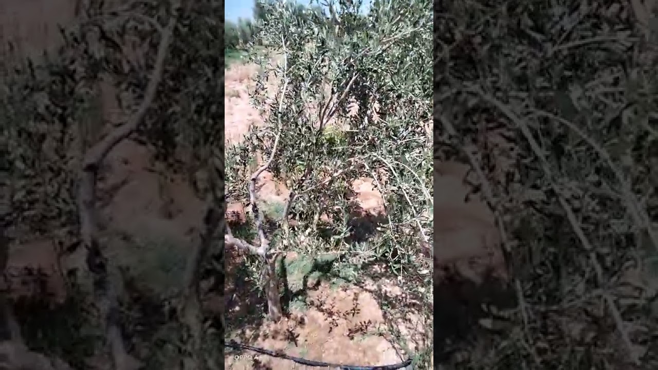 انتاج قياسي لثمار الزيتون نتيجة الترقيد الهوائي