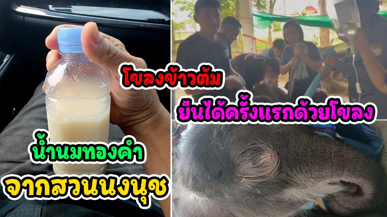 อัพเดท รวมพลังโขลงใหญ่ เพื่อตัวน้อย ‘ข้าวต้ม’ วันนี้ได้อิ่มนมแม่แล้ว ใจฟูสุดๆ/อีกหนึ่งความสุข คำน้อย