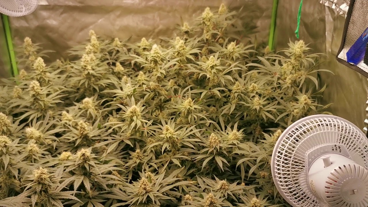 Grow Update day 44 of flower