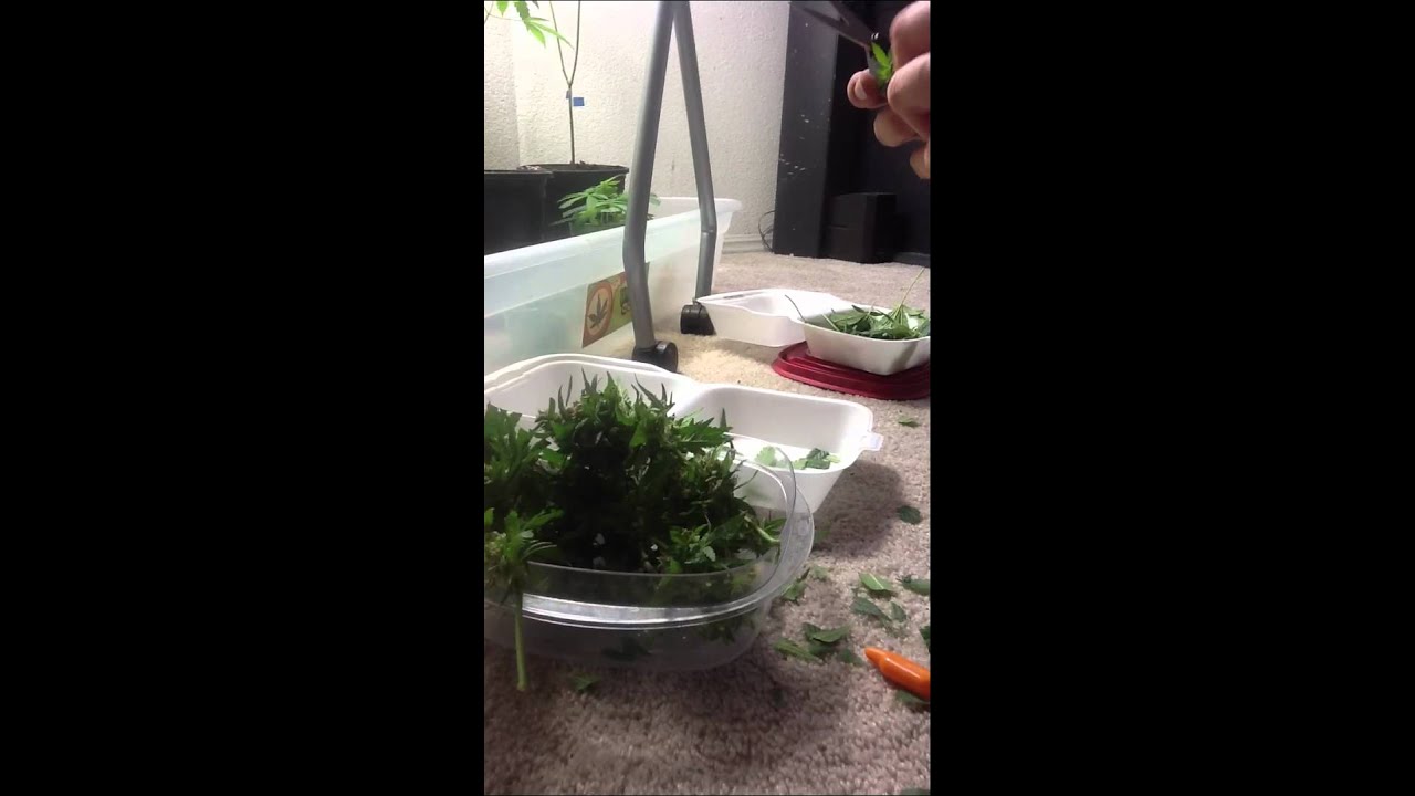 Trimming the mini SOG harvest (white master X fire bubba)
