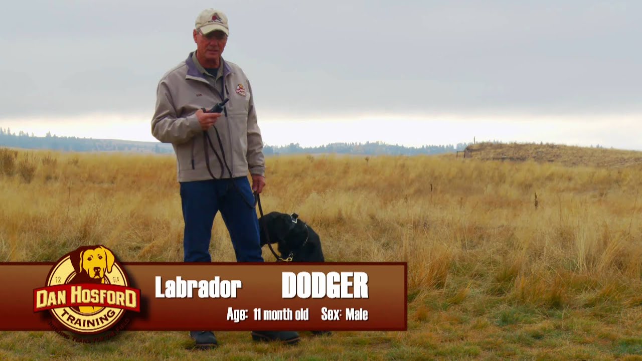 Heeling: Problem Solving. Nose Down