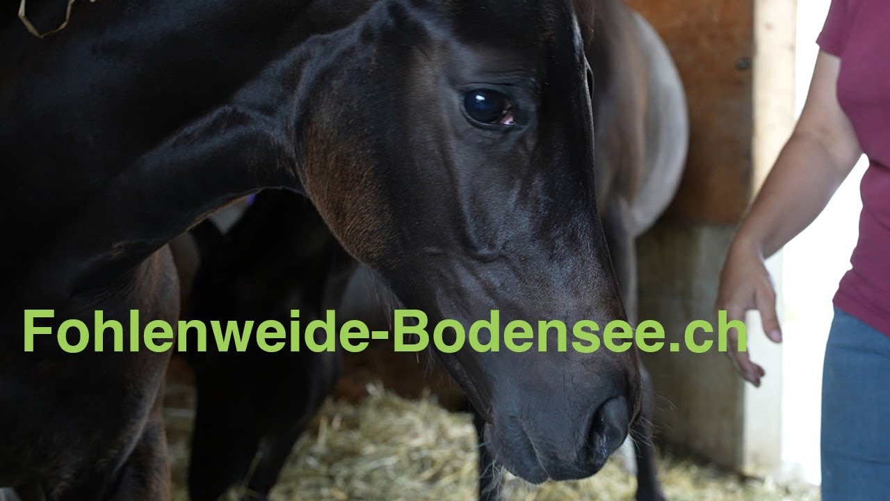 Entdecke die Fohlenweide - Wo Faszination auf Einzigartigkeit trifft! 🐴✨