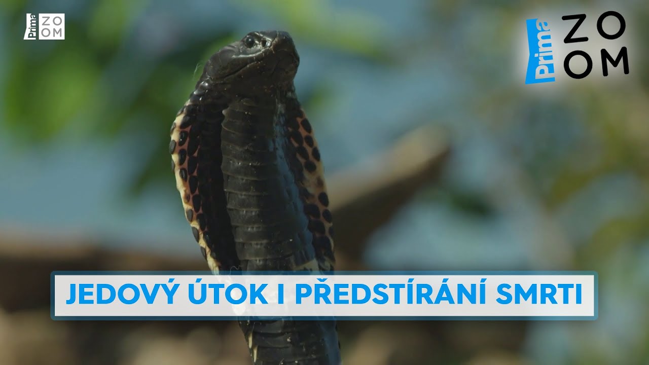 Kobra obojkov&aacute; je jedinečně vychytral&yacute; zabij&aacute;k. Pod&iacute;vejte se, jak se vrh&aacute; do &uacute;toku