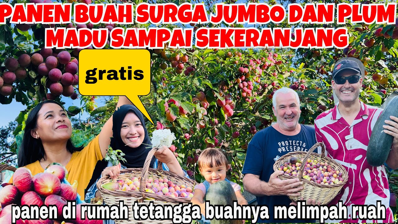 PANEN BUAH SURGA JUMBO DAN PLUMS MADU SAMPAI SEKERANJANG DI KEBUN TETANGGA