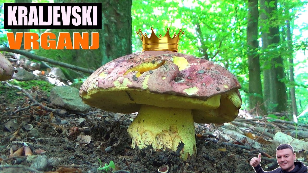 Kraljevski Vrganj - Boletus regius