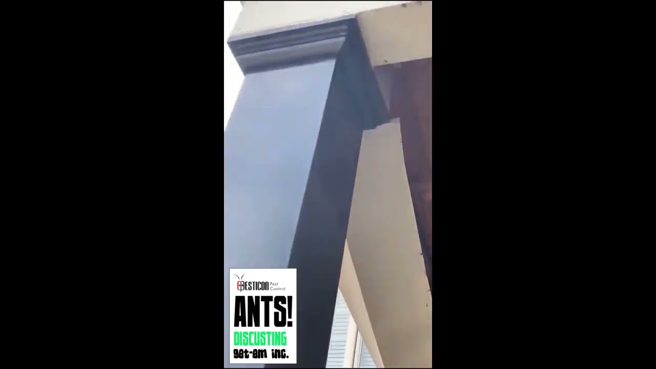 🐜 Professional Ant Control Services | Pesticon Exterminator at Work