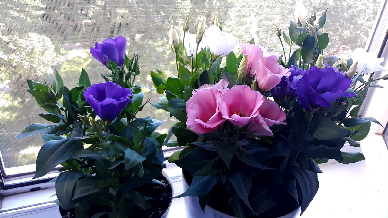 ЦВЕТЕНИЕ НИЗКОРОСЛОЙ ЭУСТОМЫ - БУКЕТНЫЙ СПОСОБ 🌺