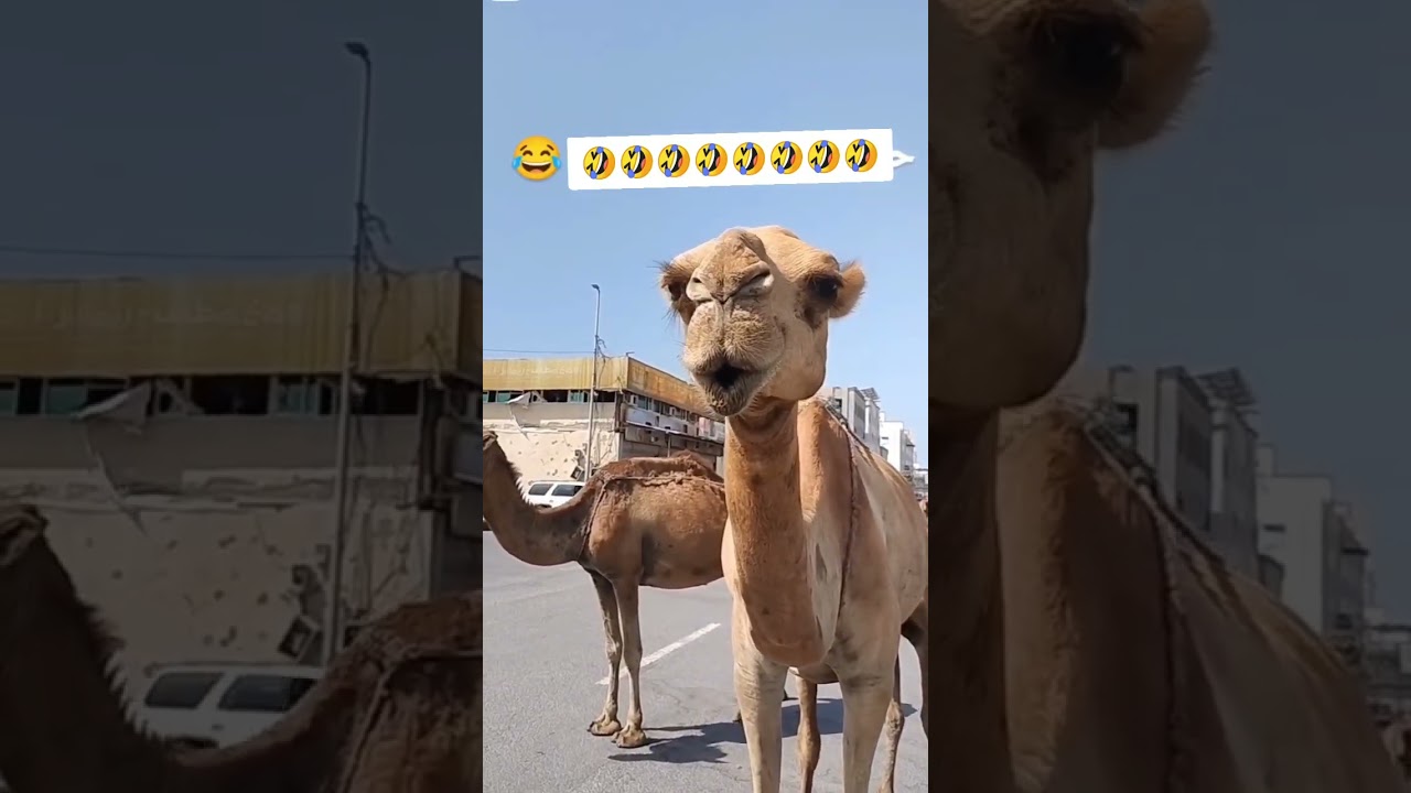 Camel is in happy mood #hiddenpets