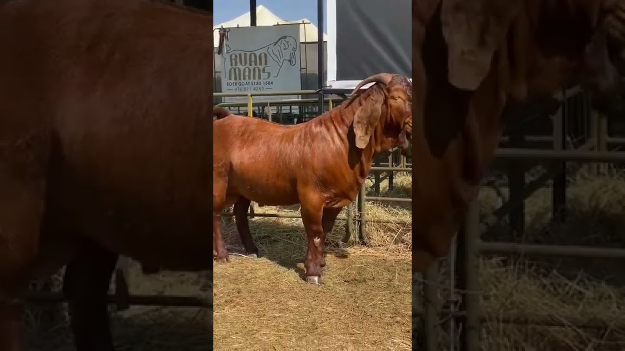 Boer goat