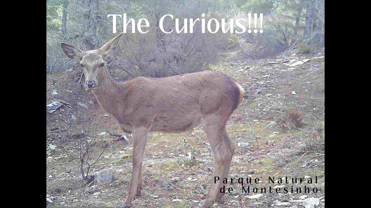 The Curious!!! PARQUE NATURAL DE MONTESINHO