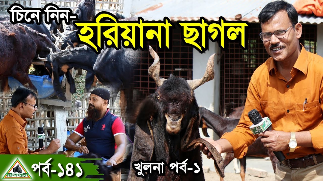 Krishi/কৃষি চিত্র 141,Goat Farm, চিনে নিন হরিয়ানা ছাগল, ছাগলের খামার,Rsw Goat Farm