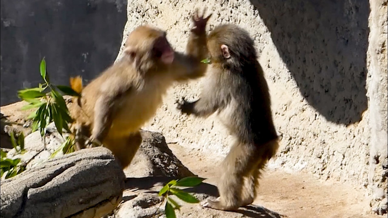 Punch just wanted to be friends&hellip; but THIS happened