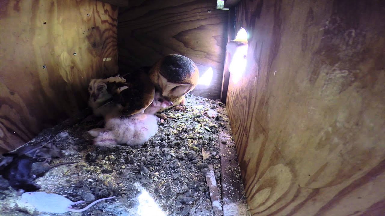 Secret Camera in Barn Owl Nestbox