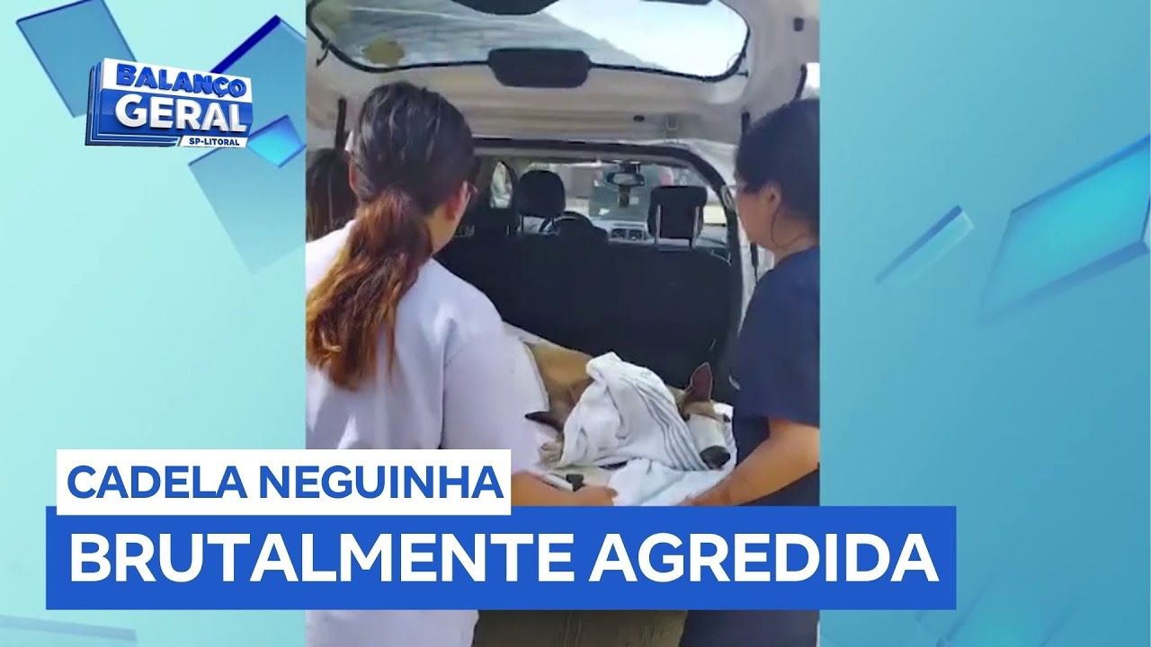 Cadela comunitária agredida em Praia Grande (SP) passa por cirurgia e está em recuperação