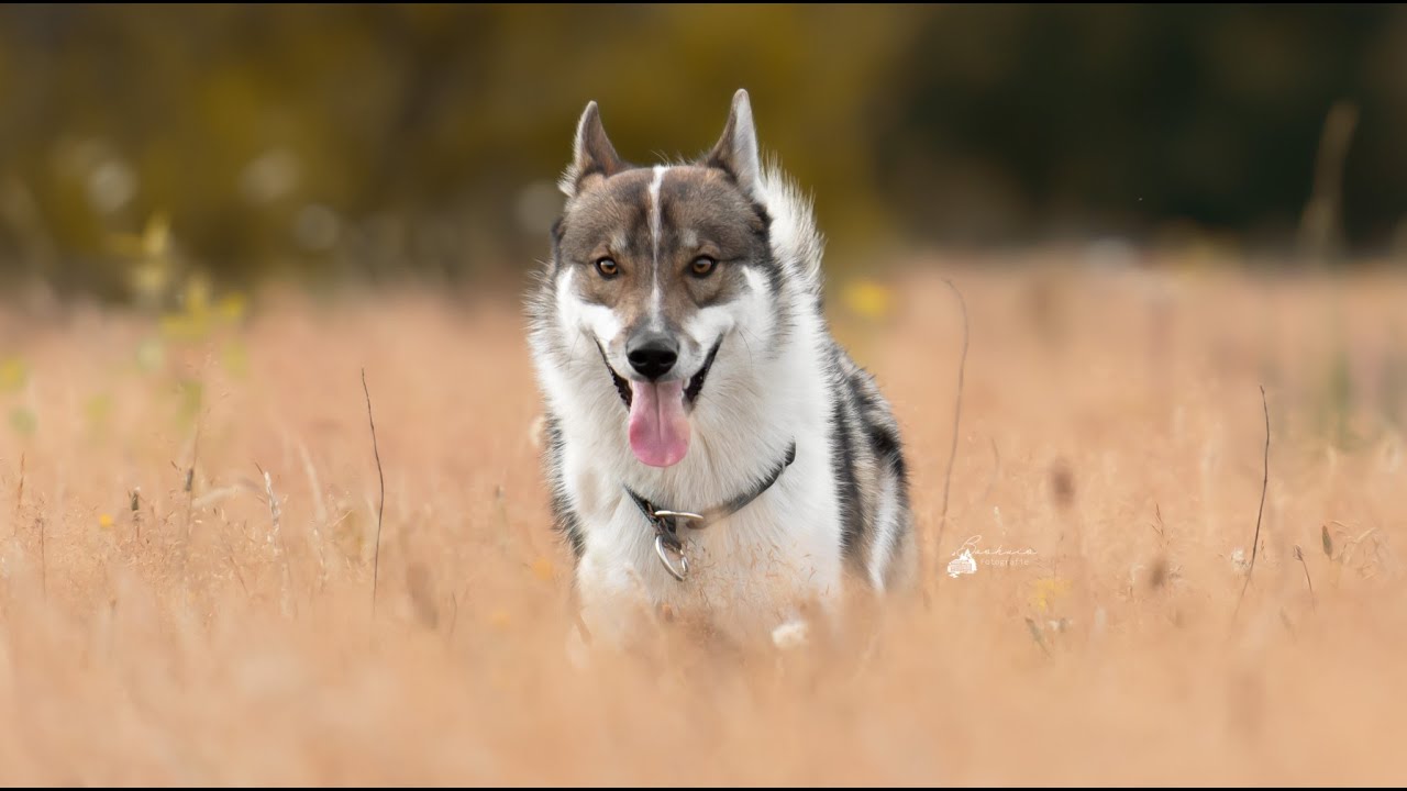 West Siberian Laika summer moments #westsiberianlaika