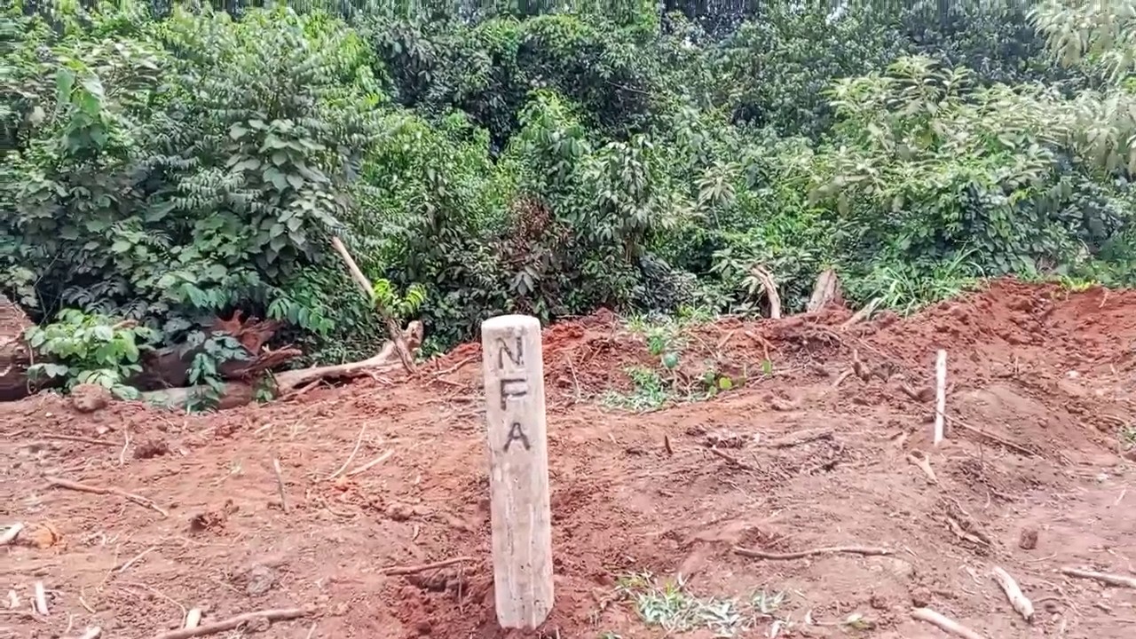 Agabuutikidde Okutereeza ekibira kya Bugoma Gavumenti etandise okusimba obuyinja