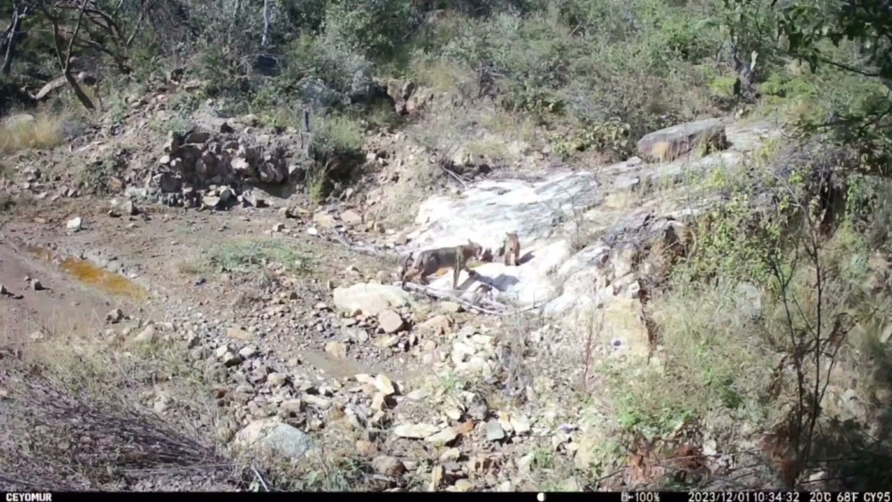 📷cámara oculta en la Sierra Madre del Sur de Oaxaca⛰️
