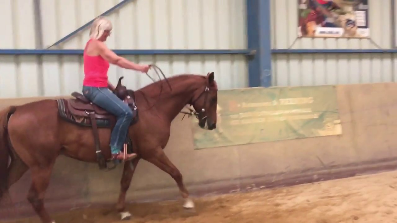Apprendre l'extension d'encolure à son cheval