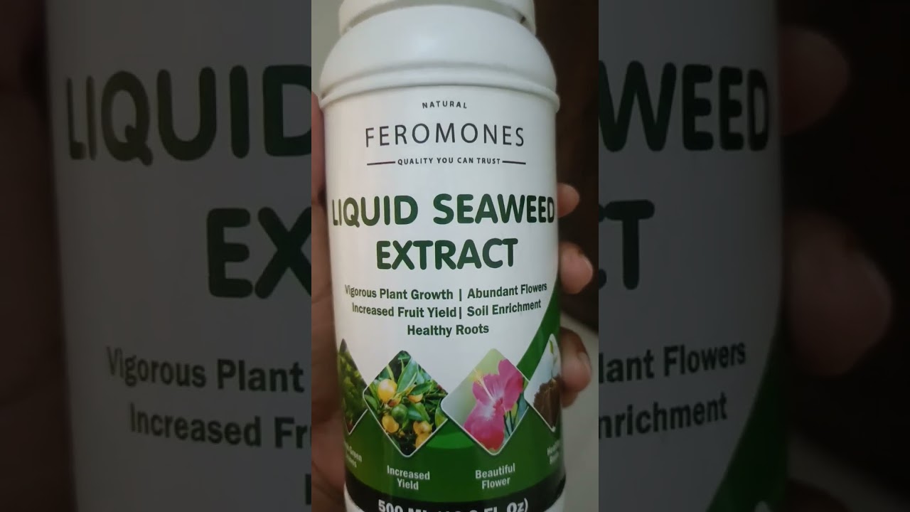 Liquid Seaweed Fertilizer. How to get a healthy plant with more flowers-fruits.#seaweed fertilizer