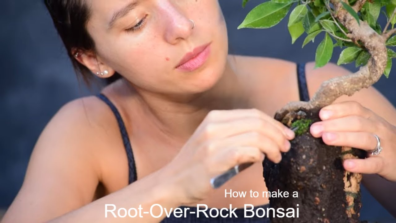 Bonsai Tree Care 101: A Beginner's Guide to Cultivating & Creating Your Own Bonsai