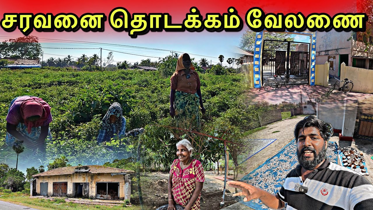 கோயிலை சூழ்ந்த ஆலமரம்🍃 தீவகத்தில் அழகிய வீடு கட்டி வாழும் மக்கள்.....🏕️