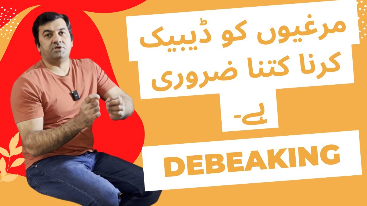 How important is debeaking chickens, What is Peaking Problem in Hens