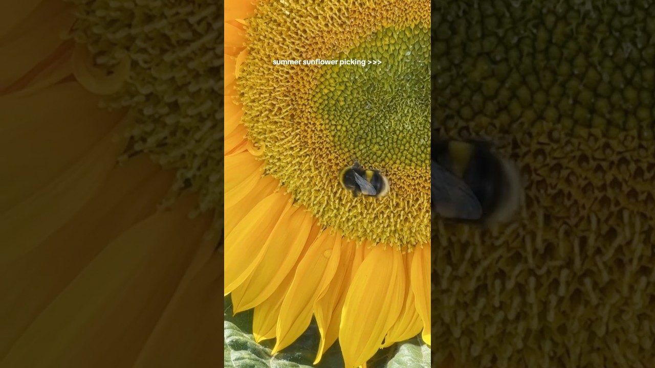 Summer Sunflower Picking at Garsons