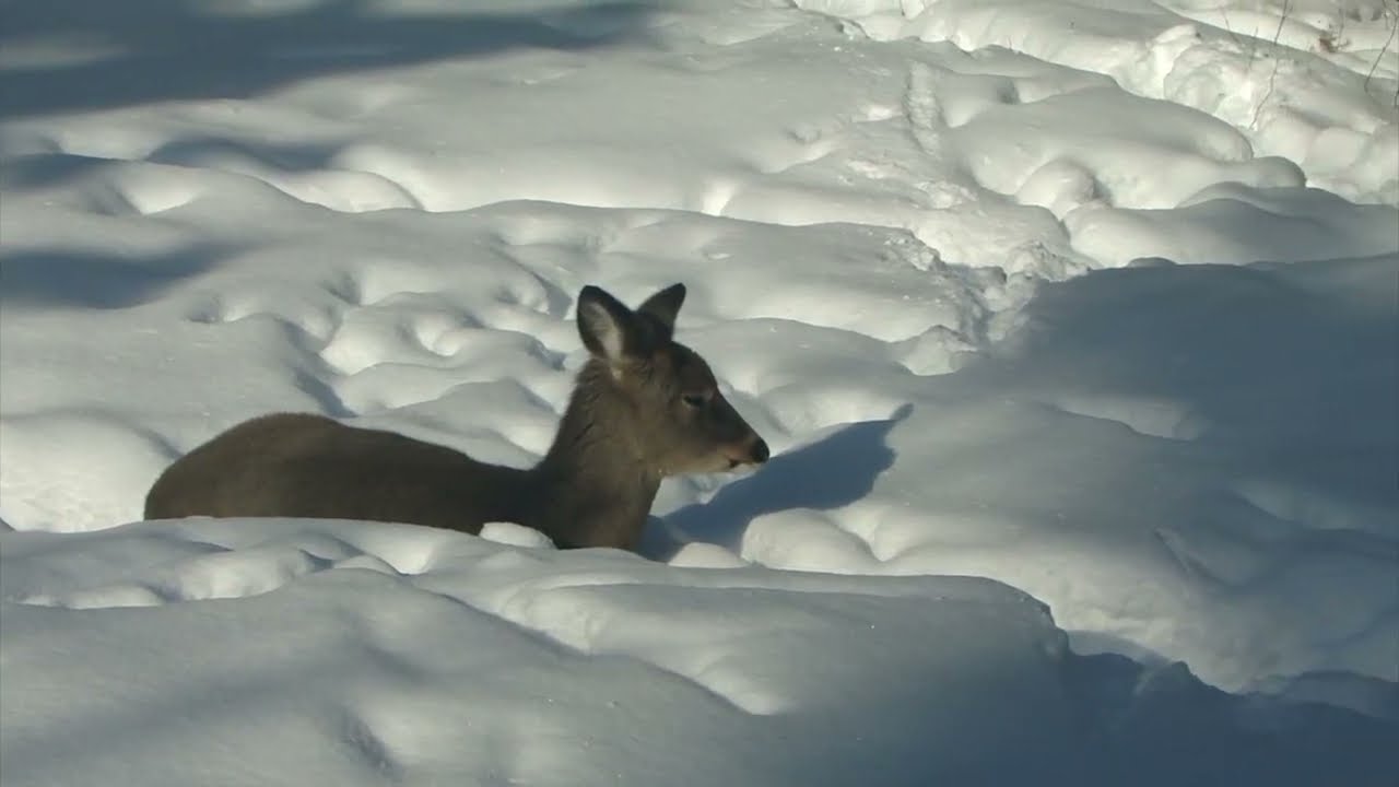 The Whitetail Cafe#deer