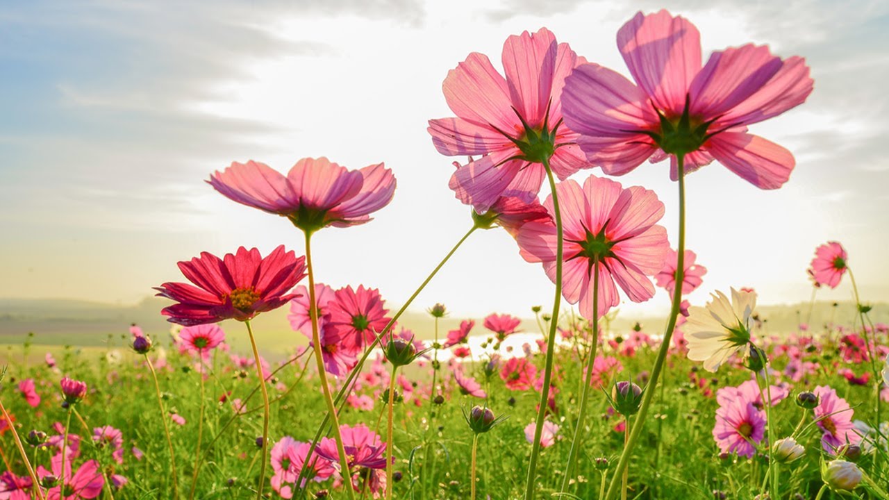 Surah At - Tawbah [40] by Abdul Rahman Mossad