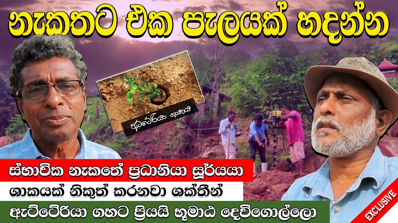 නැකතට එක් පැලයක් හදන්න. #kandemahagamaya #thilakkandegama #srilanka #youthclub #students #nature