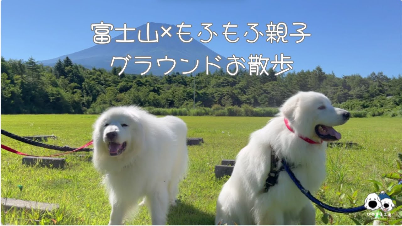 青空に映える白もふ！富士山と歩くグレートピレニーズ親子