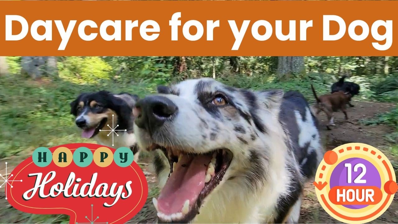 Daycare for your dog 🐶🐕🐩🎄👨&zwj;👩&zwj;👧  Merry Christmas and Happy Holidays from Doggy Woods and our pack
