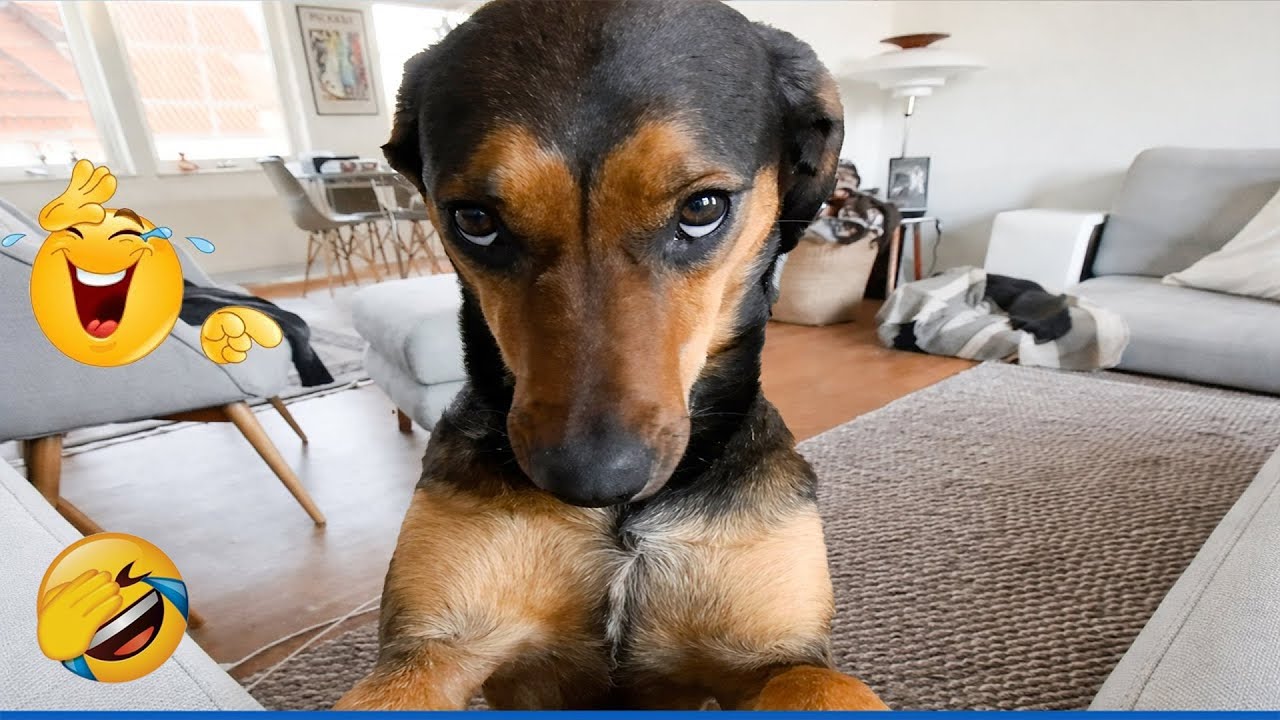 You Laugh You Lose 🤓 The Best Funniest Cats and Dogs Moments Caught on Camera 🐕 🙀 Part 6