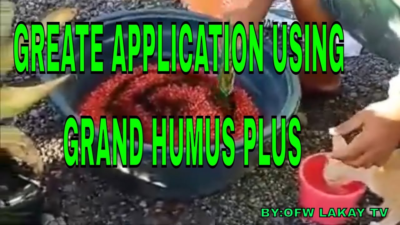GREATE TESTIMONY USING (GRAND HUMUS PLUS)